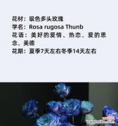 玫瑰花热恋的花语应该如何表达？