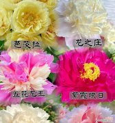 芍药花语是什么意思？寓意有哪些？