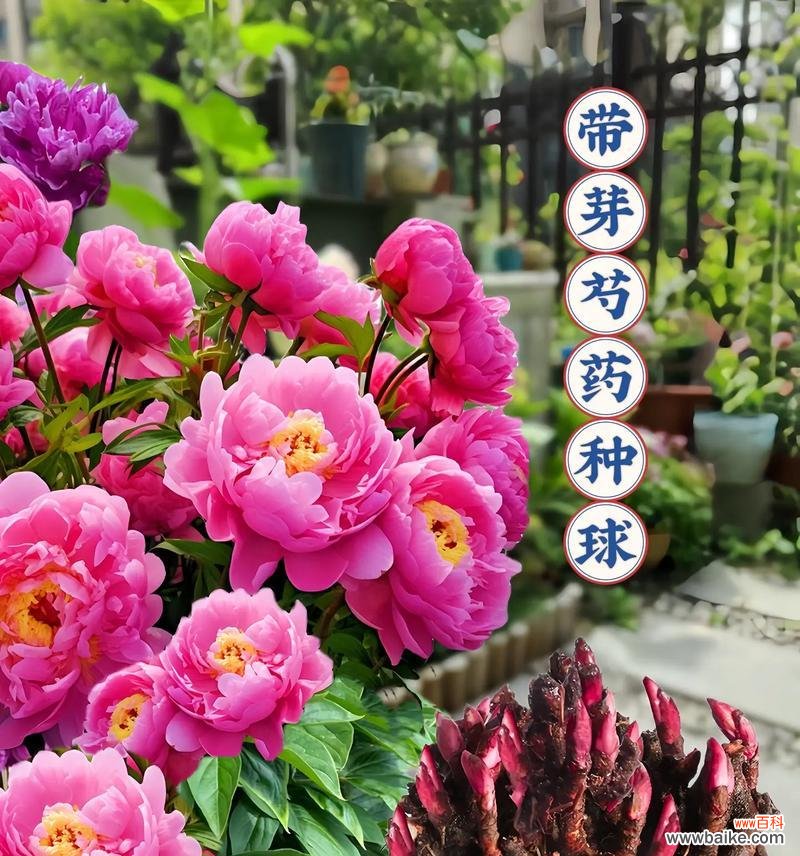 芍药花语是什么意思?寓意有哪些?