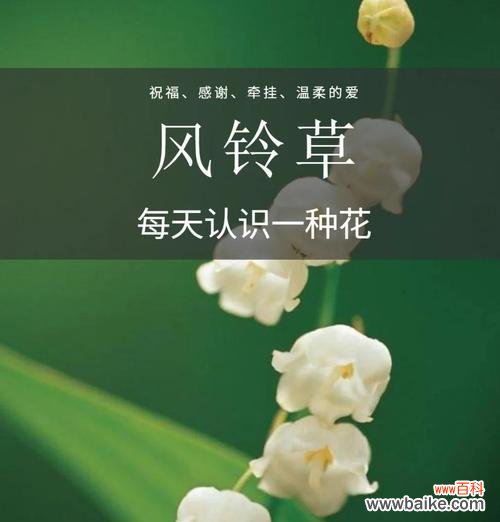 哪种花语最能表达牵挂之情?