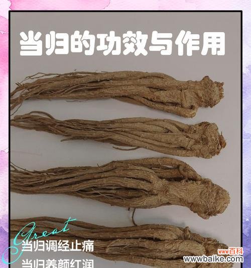 当归是什么花语？当归在花语中承载了哪些意义？
