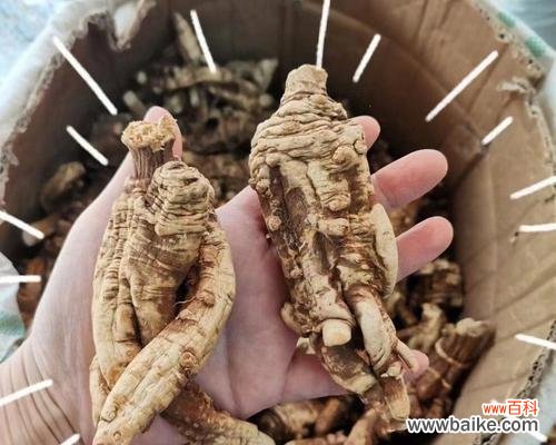 当归是什么花语？当归在花语中承载了哪些意义？