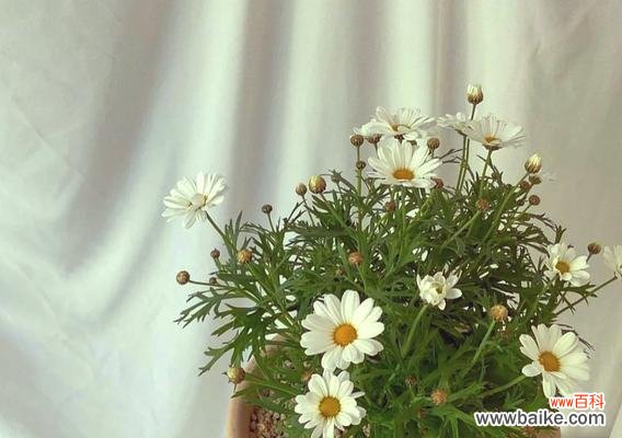 善良的花花语代表什么含义?