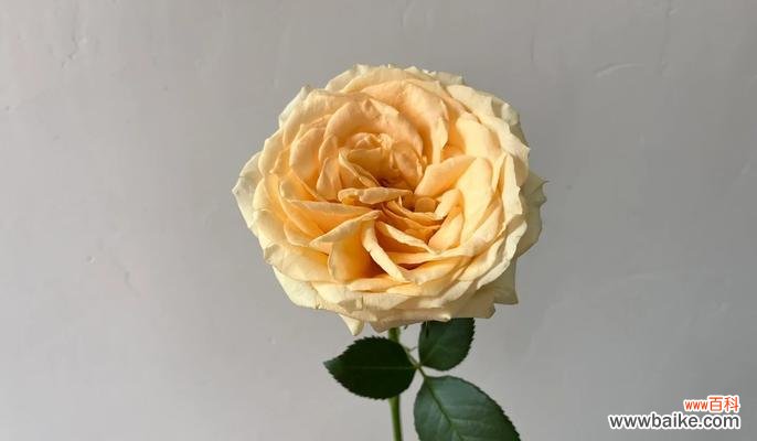 香槟玫瑰小雏菊代表什么含义？花语有哪些特别之处？