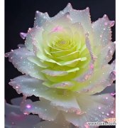 香槟玫瑰小雏菊代表什么含义？花语有哪些特别之处？