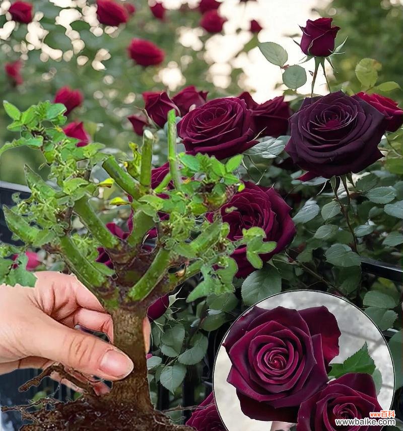 暗夜象征的花语有何深意?