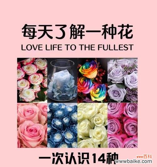 玫瑰花的花语是什么？它代表了哪些情感？