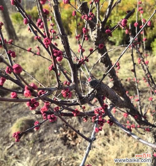 聪明伶俐的花语是什么?如何用花表达这一特质?