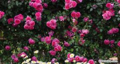 聪明伶俐的花语是什么？如何用花表达这一特质？