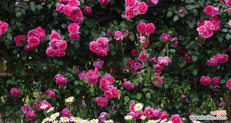 聪明伶俐的花语是什么?如何用花表达这一特质?