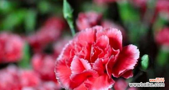 送给长辈的花语祝福有哪些?送给长辈写什么花语?