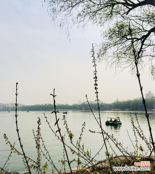 唤醒的花语有何深意？