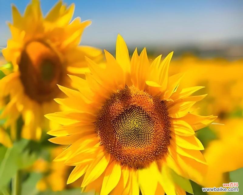 唤醒的花语有何深意？