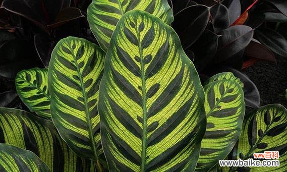 竹芋的花语与象征意义 豹纹竹芋之美——花语探秘