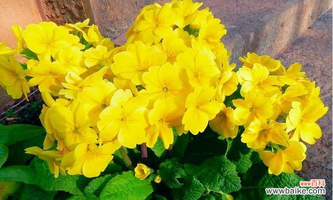 寓意与象征及报春花的种类和特点 报春花