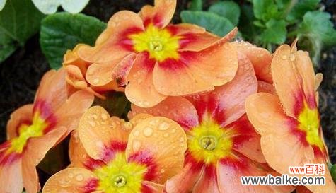 寓意与象征及报春花的种类和特点 报春花