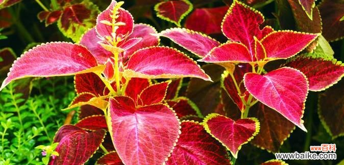 彩叶草的美丽与象征的多样性 彩叶草的花语与寓意