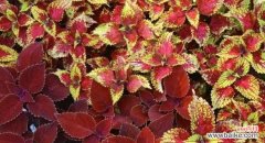 彩叶草的美丽与象征的多样性 彩叶草的花语与寓意