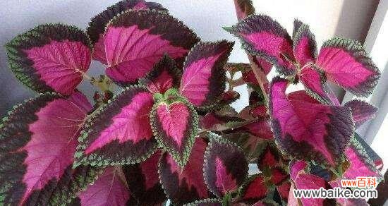 彩叶草的美丽与象征的多样性 彩叶草的花语与寓意