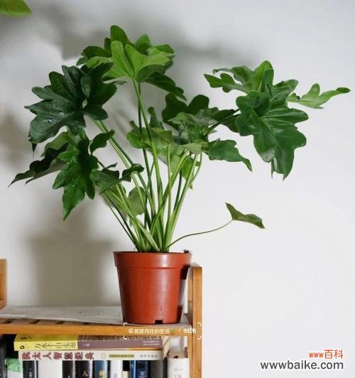 春羽花语的传达之美 以春羽的花语及寓意