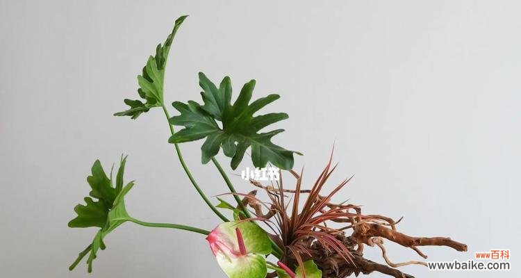 春羽花语的传达之美 以春羽的花语及寓意