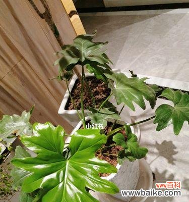 春羽花语的传达之美 以春羽的花语及寓意