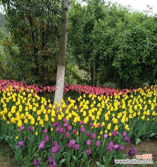 万紫千红，春天花海的浪漫与绚烂 春天花开，美丽的花朵迎接新生