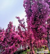 垂丝海棠，花开笑春风，寄语生活美好 垂丝海棠花语——展示优雅与坚韧的象征