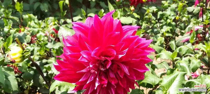 探寻大丽花的神秘内涵与象征意义 大丽花的花语与寓意