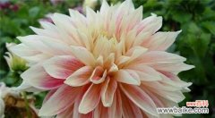 探寻大丽花的神秘内涵与象征意义 大丽花的花语与寓意