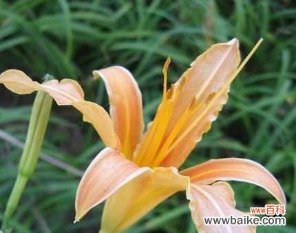 用花开的姿态,感悟生活的意义 大花萱草花语与人生哲理