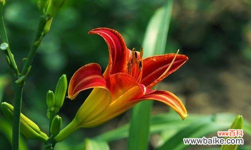 用花开的姿态,感悟生活的意义 大花萱草花语与人生哲理