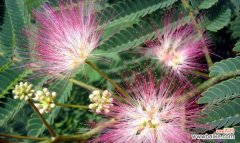 探寻翠竹的文化内涵与美学价值 翠竹的象征意义