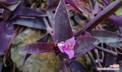 探索紫竹梅的文化内涵及象征寓意 紫竹梅的意义与象征