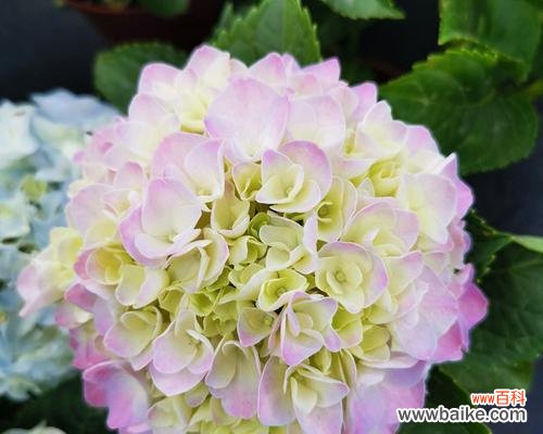 解析花卉中的神秘密码 探寻八仙花的花语与花意