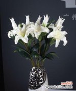 白百合的花语及象征意义 白百合的花语-纯洁与守望