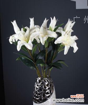 白百合的花语及象征意义 白百合的花语-纯洁与守望