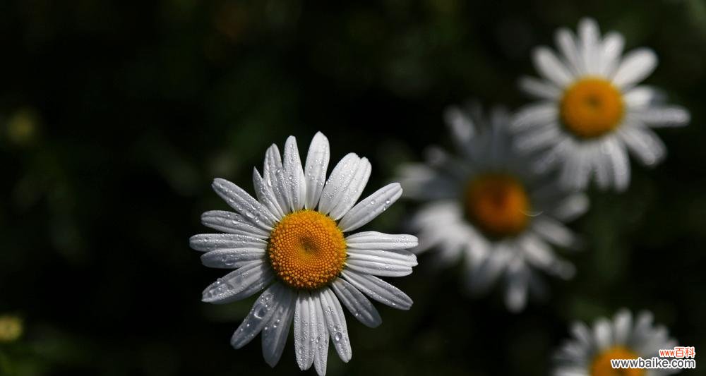 白晶菊的花语让我们领悟生命之美与追求 白晶菊的花语
