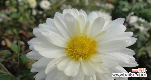 揭示白菊的花语及其传达的情感 白菊花语的意义与象征