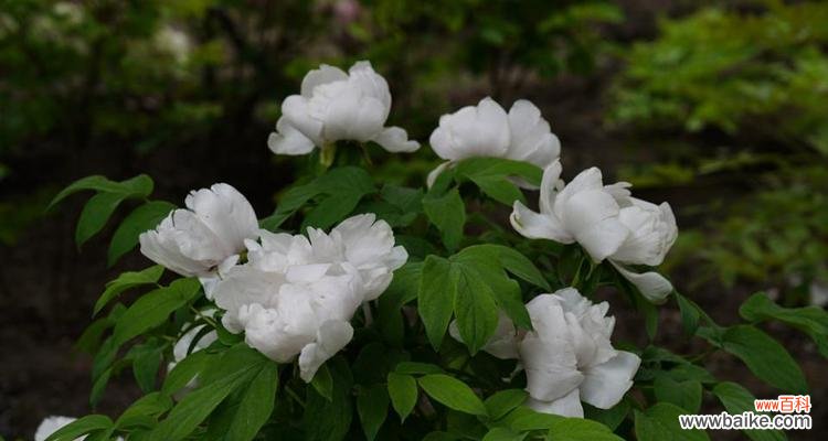 探寻白牡丹的内涵与文化价值 白牡丹的花语——纯洁与高尚的象征