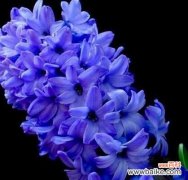 风信子花语解读与传统文化对比 白色风信子的花语及其美丽寓意