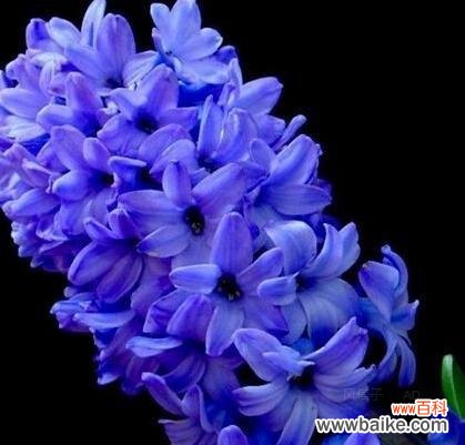 风信子花语解读与传统文化对比 白色风信子的花语及其美丽寓意