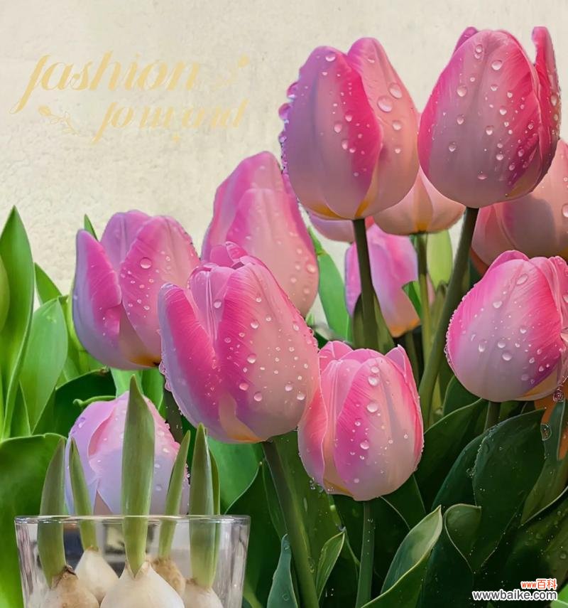 郁金香的花语和功效特点是什么？