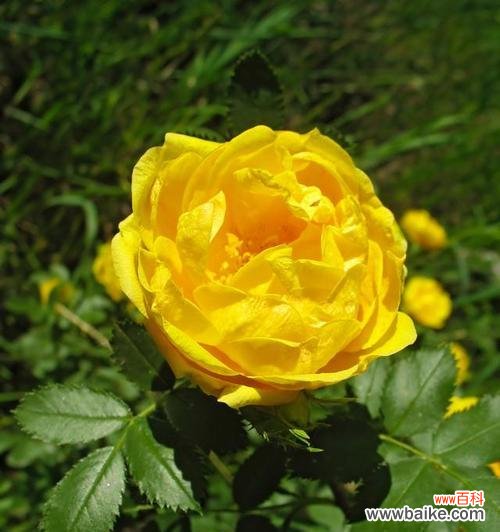 黑紫蔷薇的花语与寓意是什么?黑紫蔷薇在花语中象征着什么?