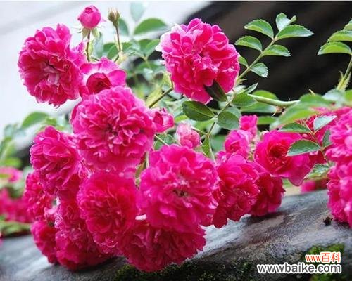 黑紫蔷薇的花语与寓意是什么?黑紫蔷薇在花语中象征着什么?