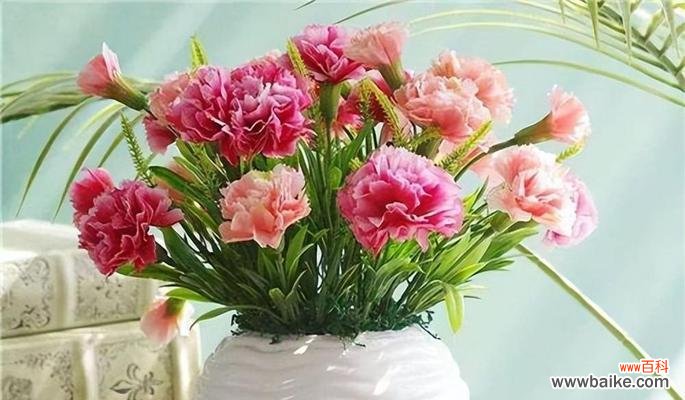 懵懵懂懂的花语代表了什么?