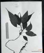 石锦草的花语和寓意有哪些？