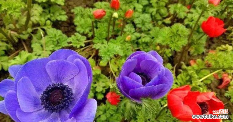 摩纳哥公爵花语有何特殊含义？