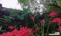 摩纳哥公爵花语有何特殊含义？