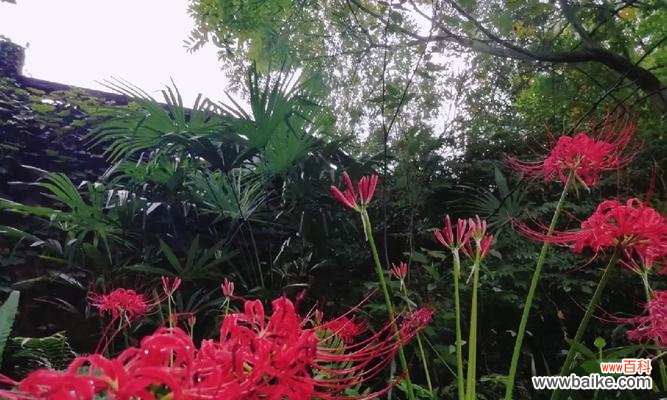 摩纳哥公爵花语有何特殊含义？